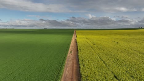 Tiro-épico-De-Canola-Con-Drones-Viajando-Por-La-Línea-De-Cultivo-En-Australia