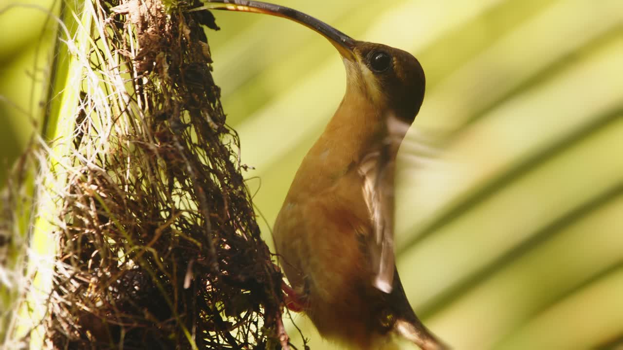 el primer plano de un colibrí ermitaño alimentando a sus polluelos con néctar que acaba de recolectar de las flores.