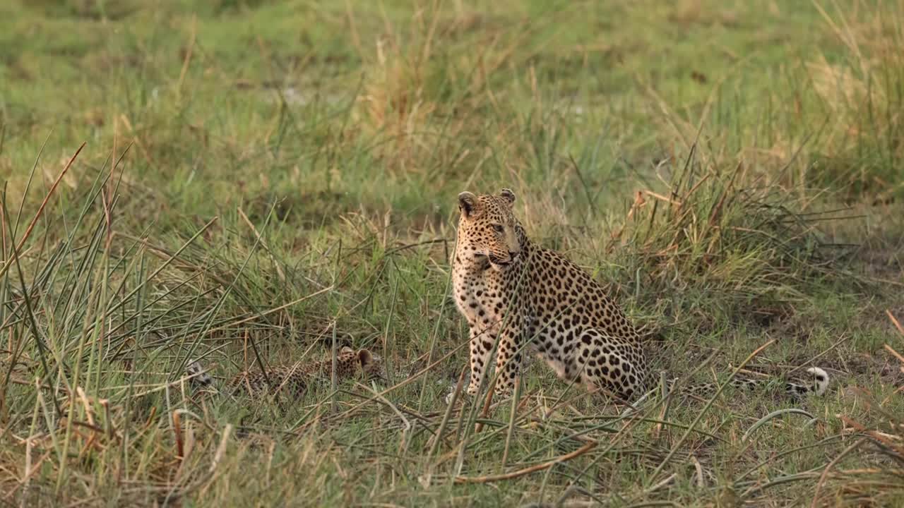 plano general de una hembra de leopardo sentada en la hierba con su pequeño cachorro bebiendo en el fondo, khwai botswana