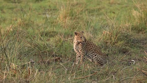 wide shot of a female leopard sitting in the grass with her tiny cub drinking in the background, khwai botswana