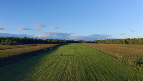 aerial shot descending over a crop field with wheat ballots