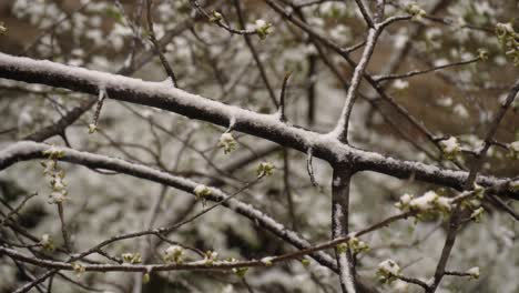 branches of a budding cherry tree during a heavy snowing in march