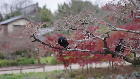 large-billed crows sitting in autumn tree in japan