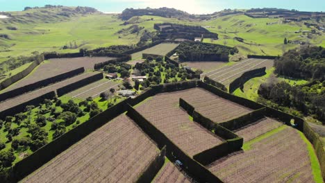 Aerial-of-kiwifruit-farm-at-Paerata-Ridge-Road-in-Waiotahe-region-of-New-Zealand