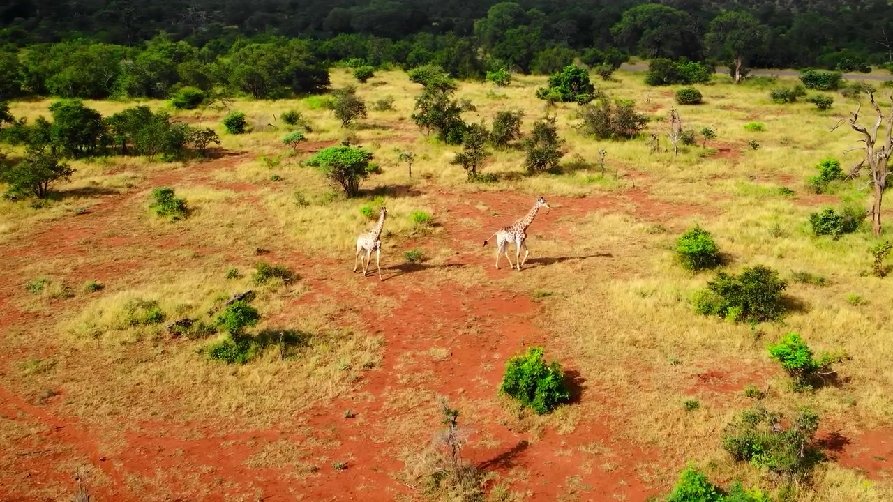 Luftfoto af savanne med vandrende giraffer, røde jordsletter oversået med spredte buske og en lille dam, set fra drone.