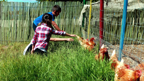 Kids-playing-flock-of-hen-grazing-in-the-farm-4k