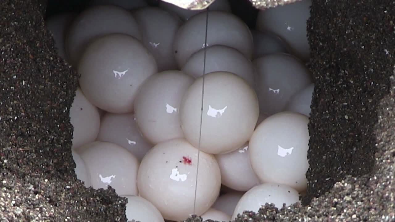 올리브 리들리 바다거북은 둥지에 알을 낳습니다.