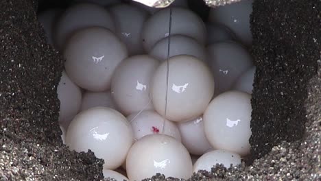 Olive-Ridley-sea-turtles-lay-eggs-in-their-nests