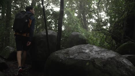 walking alone in forest springbrook national park rainforest vegetation australia