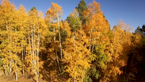 Aéreo,-Drone,-Ascenso-Lento-Desde-El-Nivel-Del-Suelo-Hasta-La-Cima-Del-Follaje-De-Otoño-Amarillo-Y-Dorado,-Asta-De-Bandera,-Arizona