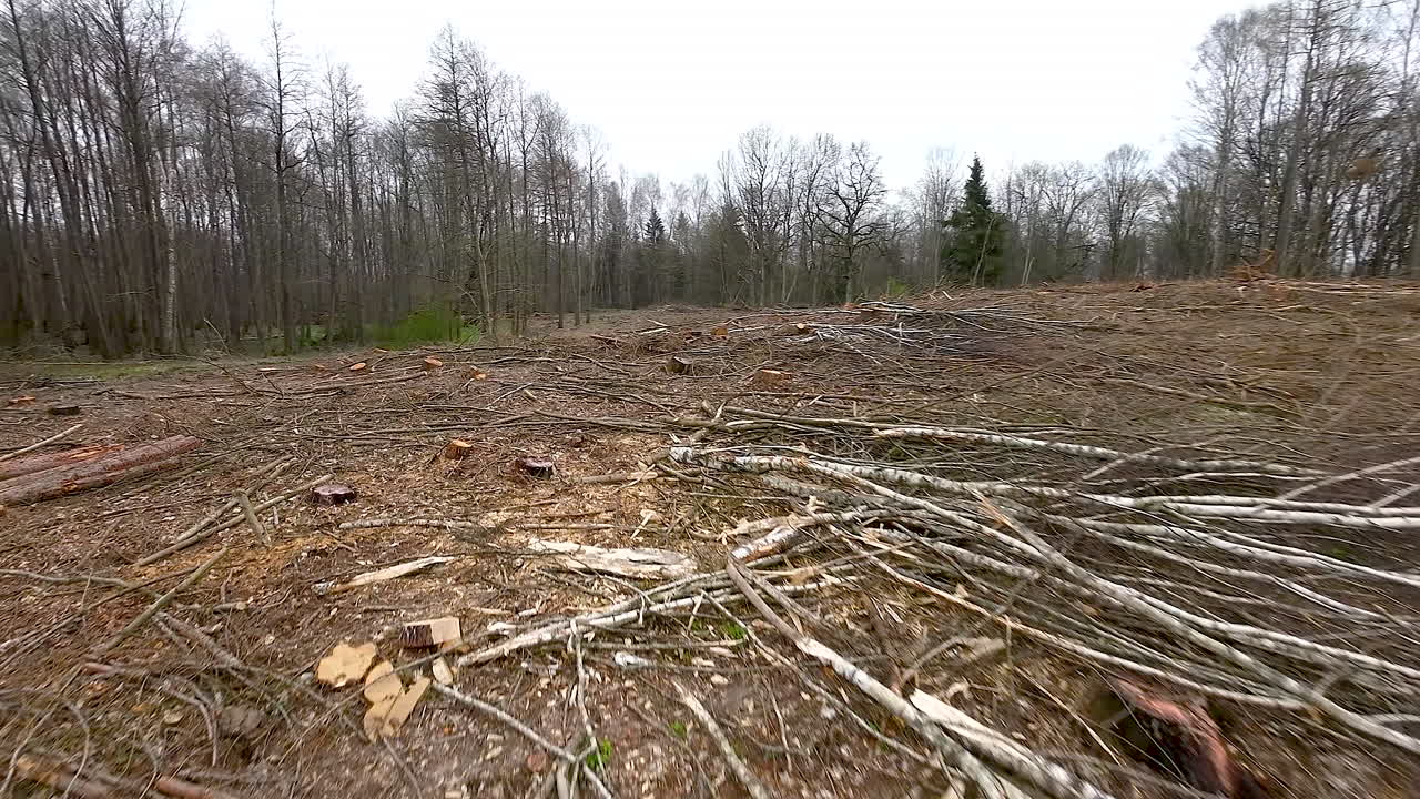 나무 절단 후 숲을 는 것