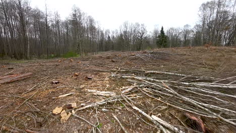 Tala-De-Bosques-Después-De-La-Tala-De-árboles