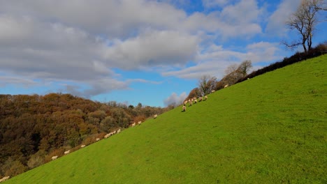 a herd of welsh black face sheep run from the camera up a steep hillside field