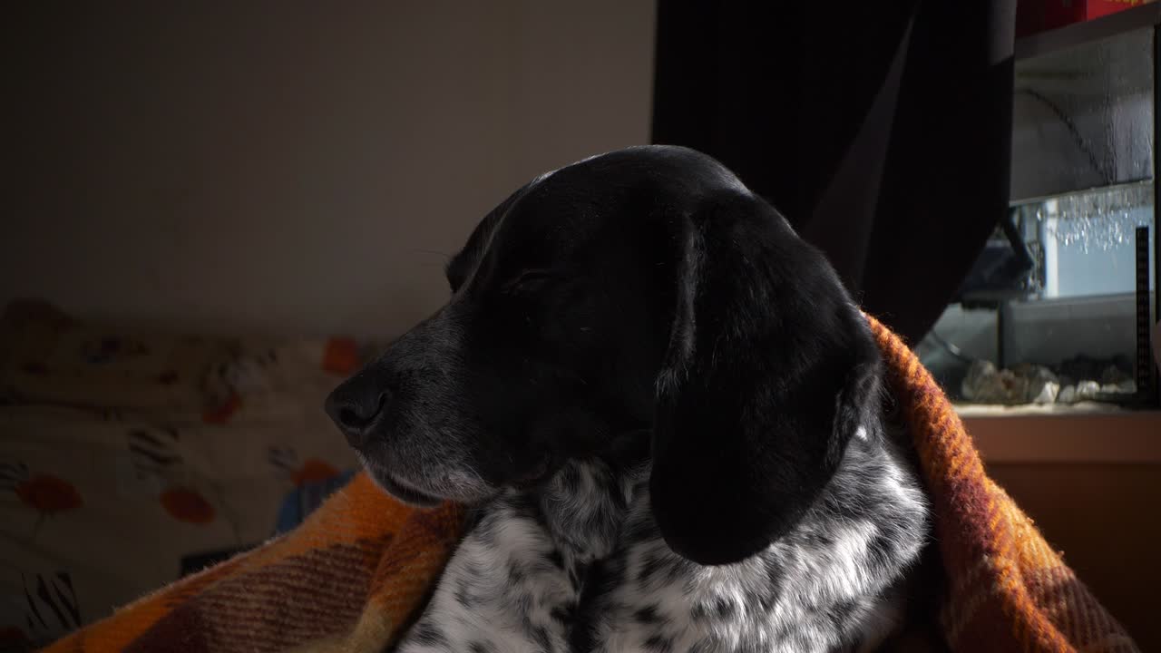 반려동물은 눈을 감고 담요 에 누워서 빛을 즐기고 있습니다.