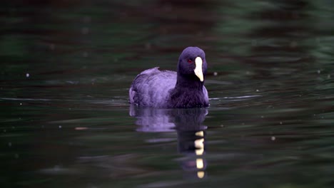 Porträtaufnahme-Einer-Fulica-Leucoptera,-Die-Auf-Einem-See-In-Richtung-Kamera-Schwimmt