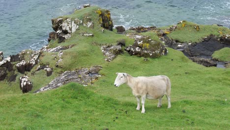 white sheep on a hill feeding and walking at isle of skye in scotland, uk with water waves in the background