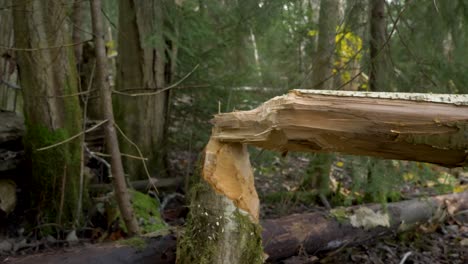 Tree fallen in the forest, gnawed by a beaver - Ground level Pull out shot