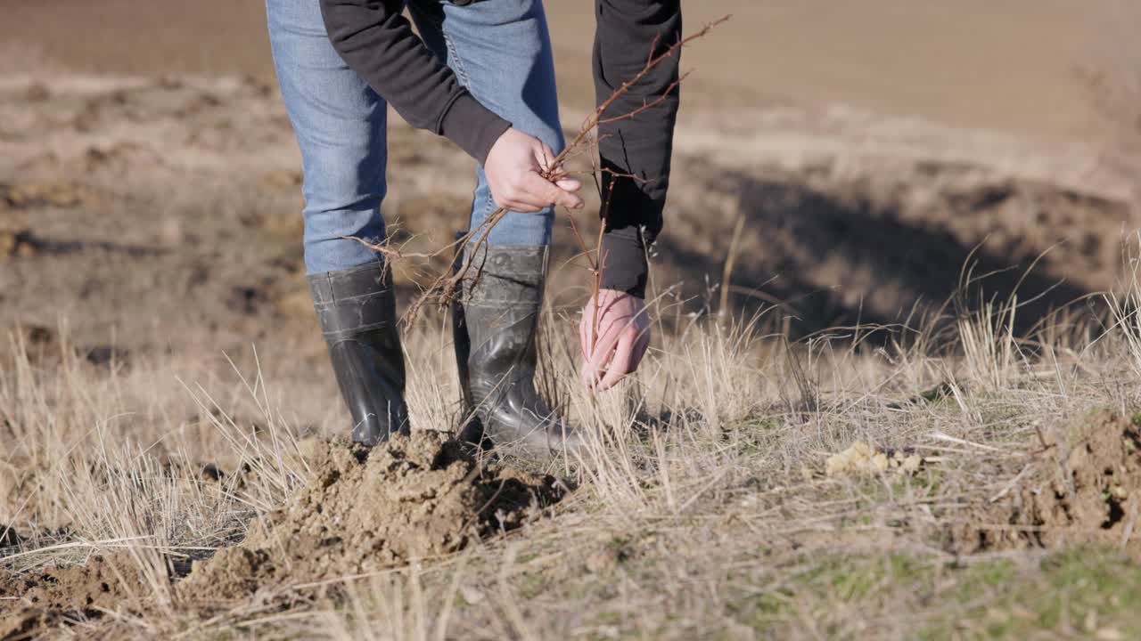un hombre planta un árbol y luego comprime el suelo con sus botas - de cerca