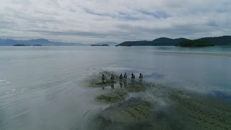 Imagen-De-Drone-De-Caballos-En-El-Lago,-Minas-Gerais,-Brasil