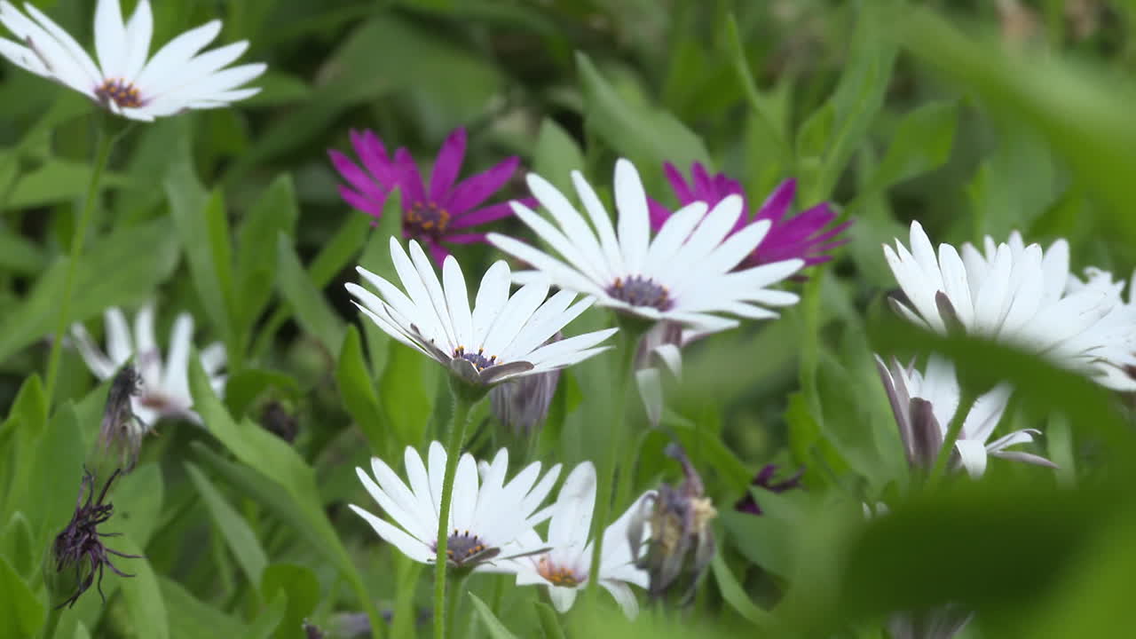 White and Purple Daisies in a Garden