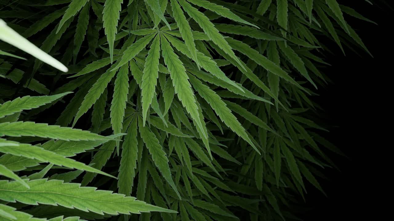 Cannabisblader på mørk bakgrunn
