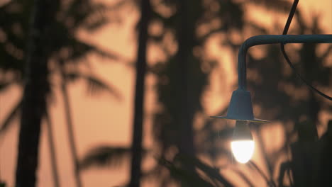 Street-lantern-against-the-sunset-and-palm-trees