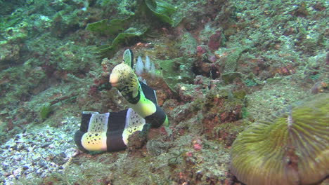 la anguila moray clamydatus levanta la cabeza y se arrastra hacia la cámara sobre un fondo arenoso con algunos guijarros y corales