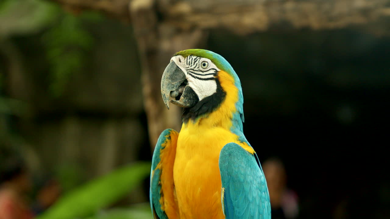 Blue-and-gold Macaw Close-up