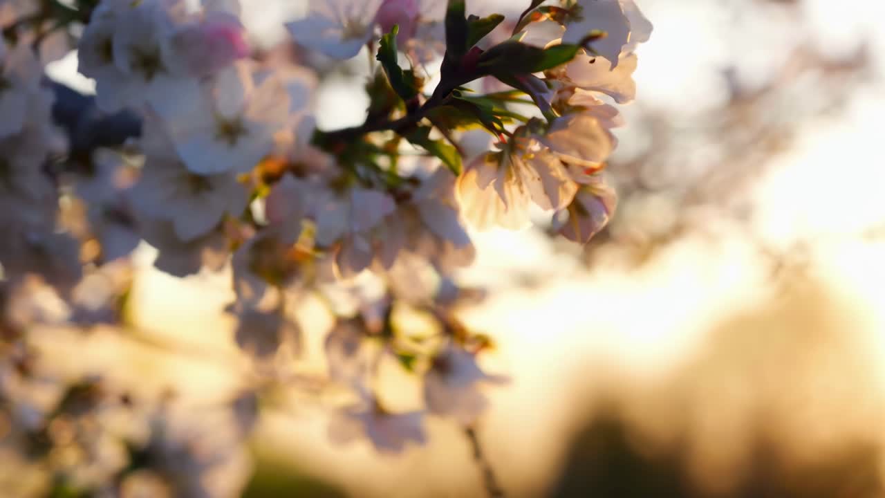 Close-up video of cherry blossoms at sunrise, capturing soft petals with a warm backlight