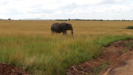 Ein-Einsamer-Elefant-Geht-Durch-Ein-Hohes-Grasfeld-Auf-Einen-Feldweg-Zu