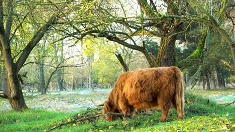 highland cow grazing in the meadow on cold morning in scenic nature