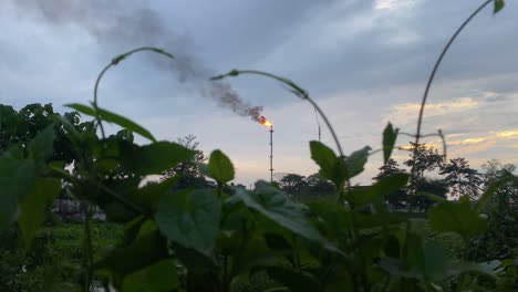 Planta-De-Campo-De-Gas-Quemando-Llama-Naranja-En-El-Fondo-Visto-A-Través-De-Las-Plantas