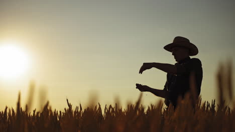 Silhouette of a farmer at sunset. Elderly man in hat check the quality of wheat in the field. Agronomist looks at grains in his hands in the evening.