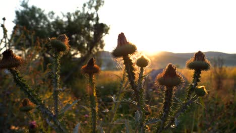 Pflanzen-Auf-Einer-Wiese,-Beleuchtet-Von-Den-Strahlen-Der-Aufgehenden-Sonne-über-Den-Bergen