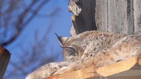 luchs macht eine reinigungssitzung vor dem baumwipfelschuppen, während er in der sonne liegt – zeitlupe in geringer tiefe aus langedrag norwegen