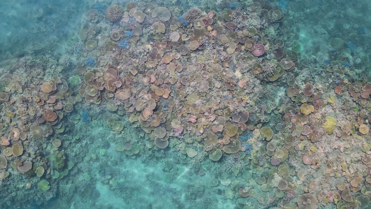 lentamente ascendiendo por encima de un ecosistema de arrecifes de coral multicolores en la gran barrera de arrecifes
