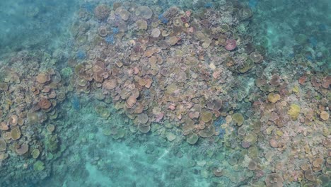 Slowly-ascending-above-a-multi-coloured-coral-reef-ecosystem-on-The-Great-Barrier-Reef