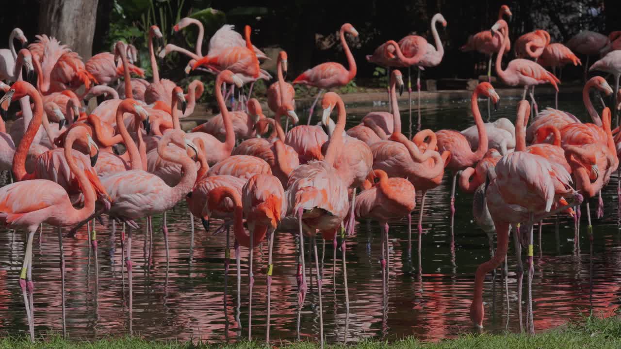 Flamingos feeding and standing in a vibrant pond with dancing reflections