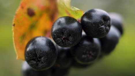 chokeberry on a branch with green leaves