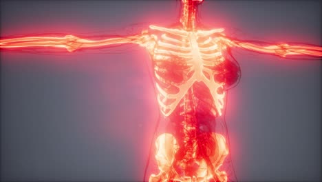 transparent human body with visible bones