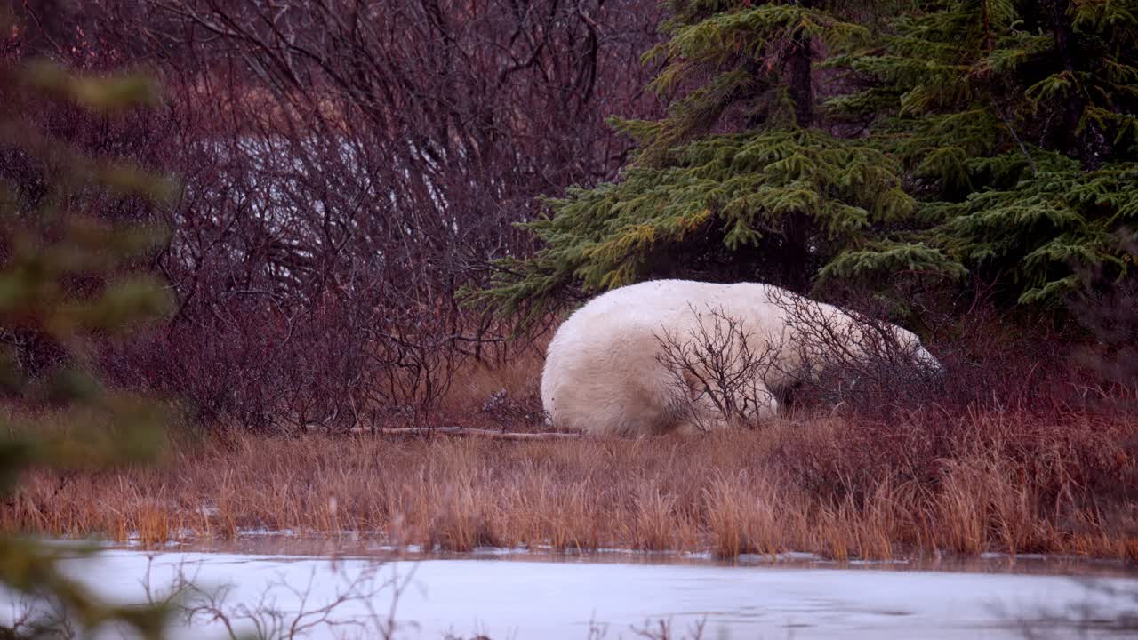 un oso polar espera que el invierno se congele entre los matorrales y árboles subárticos de churchill, manitoba.