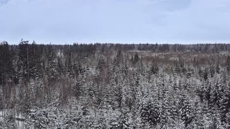 Balanceándose-árboles-Cubiertos-De-Nieve-Filmados-Por-Un-Dron-En-Un-Día-Nublado-En-La-Temporada-De-Invierno