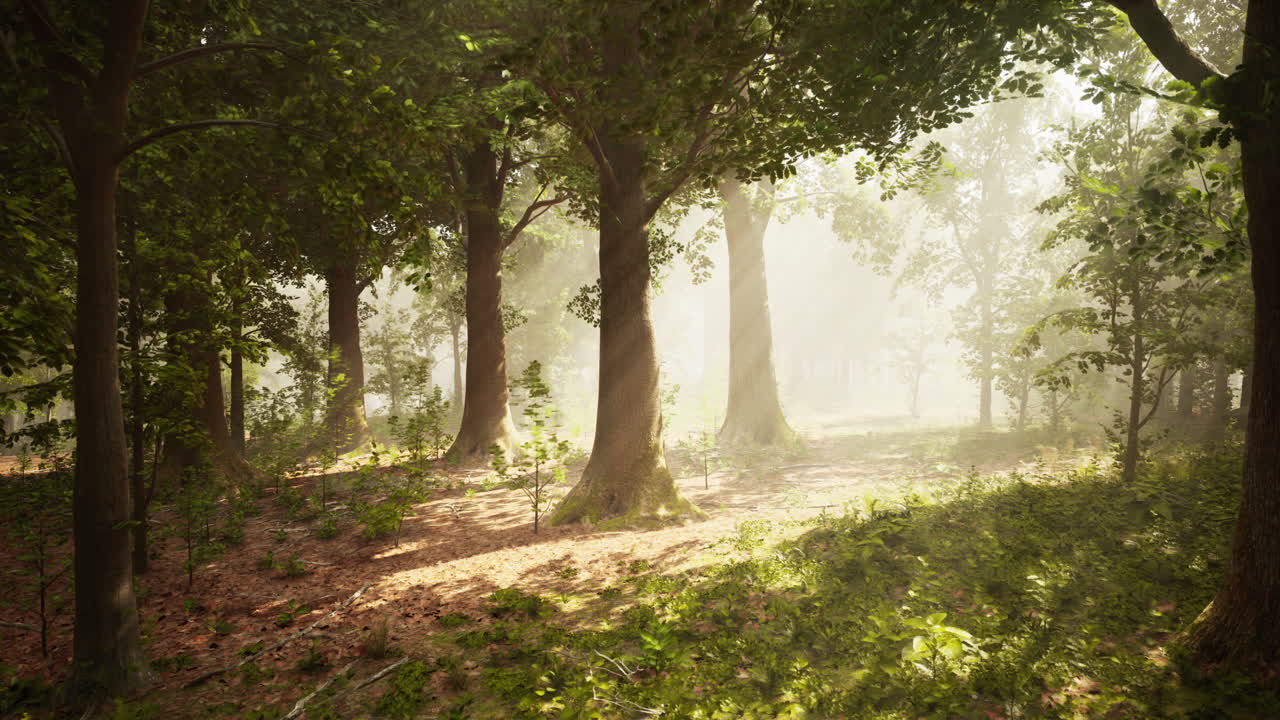 안개 숲 속 의 빛