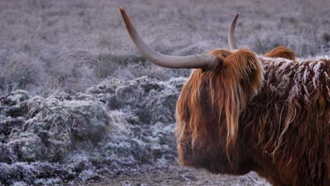 Primer-Plano-De-Una-Vaca-De-Las-Tierras-Altas-Bajo-Las-Heladas-De-La-Mañana-En-Una-Zona-Rural-De-Escocia,-Reino-Unido