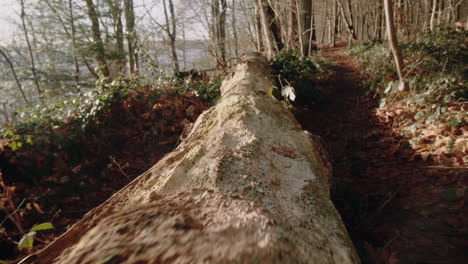 fallen dead tree trunk on a ground in deciduous forest