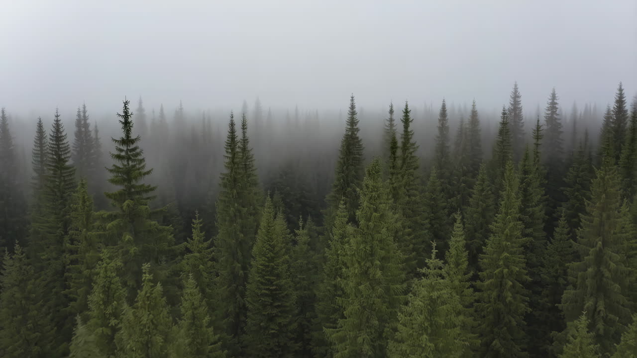 Sumuinen ainavihanta metsä