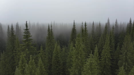 misty evergreen forest