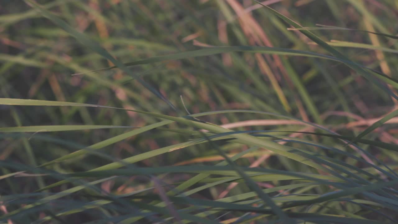 vista de cerca de la hierba alta