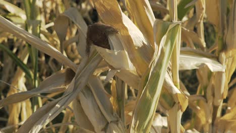 primer plano de un maíz colgando de una planta de maíz seco