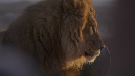 side profile lion lit by sunrise